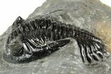 Detailed Hollardops Trilobite Fossil - Excellent Eyes #359504-2